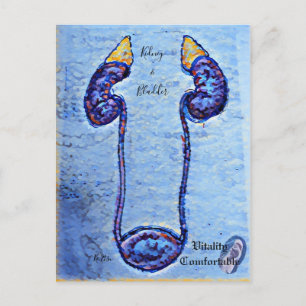 colorful design of the kidneys and bladder postcard