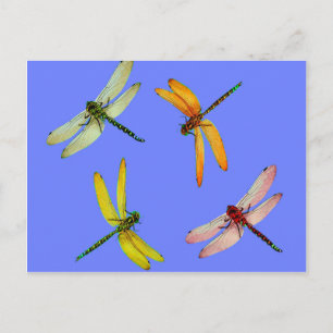 COLORFUL DRAGONFLIES ON BLUE POSTCARD
