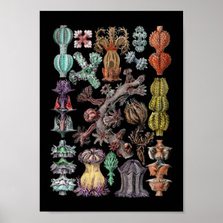 Colorful Goronide Sea Coral and Sponges Poster