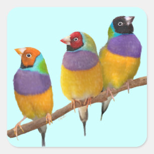 Colorful Gouldian Finches in Pastels Square Sticker
