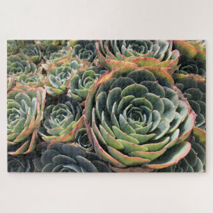 Colorful Green Echeveria Imbricata Succulent Jigsaw Puzzle