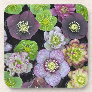 Colorful hellebore flowers coaster