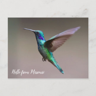 Colorful Hummingbird Custom State Postcard