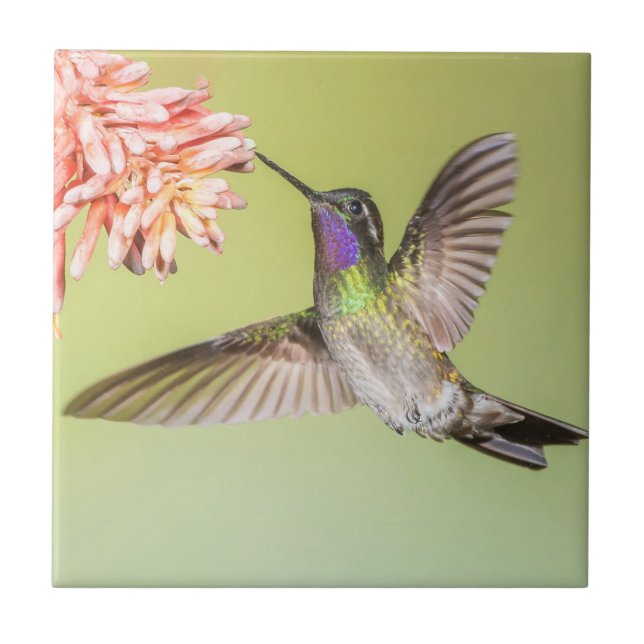 Colorful Hummingbird in Flight Ceramic Tile (Front)