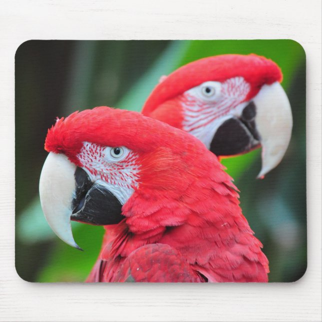 Colorful macaw parrots poster mouse pad (Front)