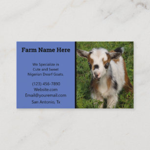 Colorful Nigerian Dwarf Goat Kid with Blue Eyes Business Card