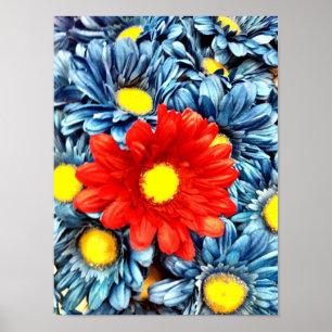 Colorful Orange Red Blue Gerber Daisies Flowers Poster