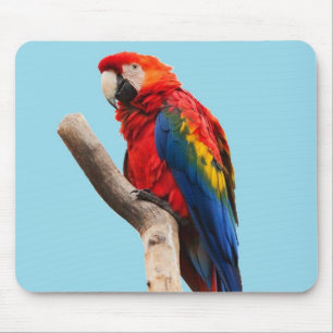 Colorful Parrot Portrait Photo Mouse Pad