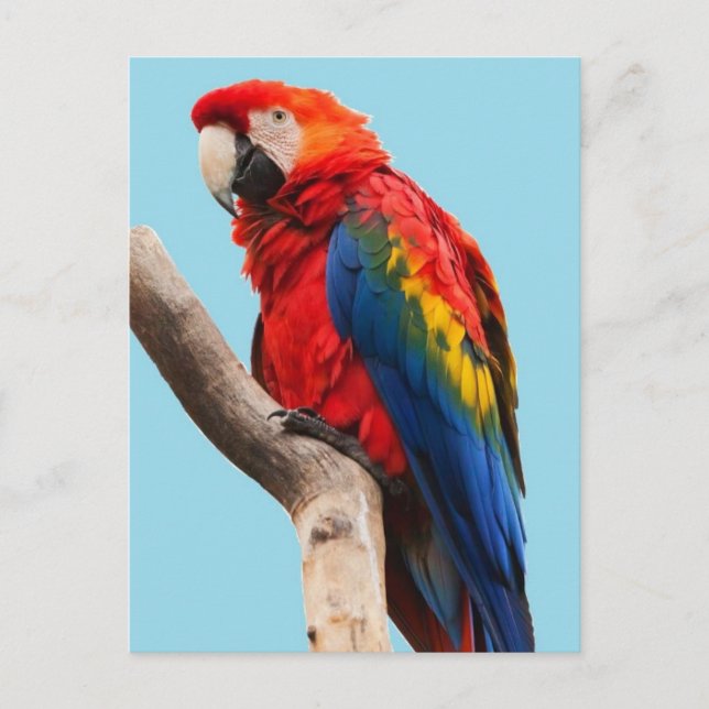 Colorful Parrot Portrait Photo Postcard (Front)