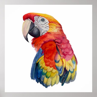 Colorful Parrot Watercolor Illustration Poster