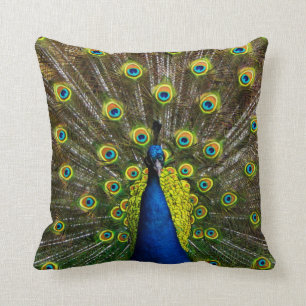 Colorful peacock cushion