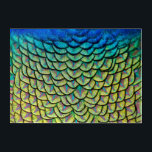 Colorful Peacock Feathers in a Art Deco Pattern<br><div class="desc">Print featuring a close up of the beautiful feathers on the nape of a peacock that form an exquisite art deco-like pattern,  highlighting the colorful iridescent green,  blue,  bronze and yellow details of these feathers. Unique beautiful wall decor for bird and nature lovers. Photo taken at Arcadia,  California.</div>