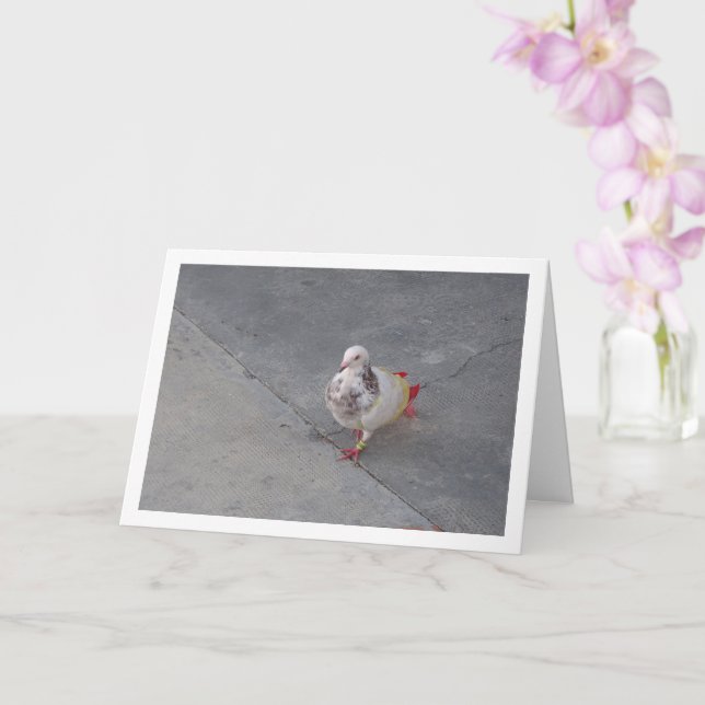 Colorful Pigeon at San Miguel Monastery Card (Orchid)