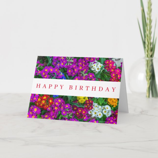 Colorful primroses view birthday card (Front)