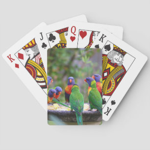 Colorful Rainbow Lorikeet Parrots Eating Playing Cards
