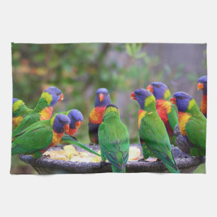 Colorful Rainbow Lorikeet Parrots Eating Tea Towel
