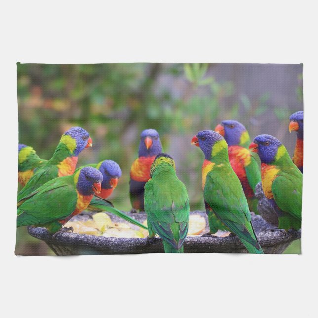 Colorful Rainbow Lorikeet Parrots Eating Tea Towel (Horizontal)