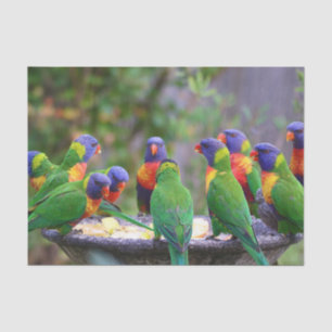 Colorful Rainbow Lorikeet Parrots Eating Tissue Paper