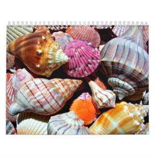 Colorful Seashells Coastal Beach Calendar
