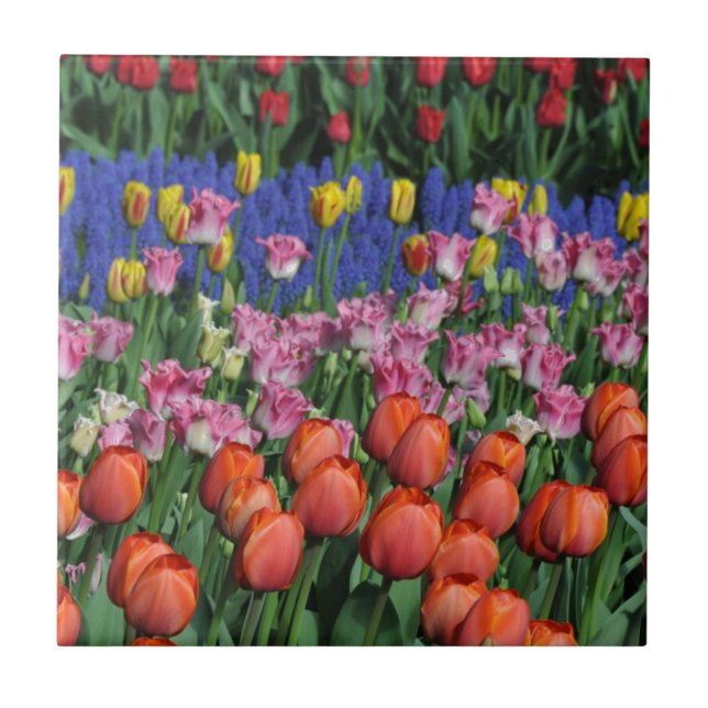 Colorful spring tulips ceramic tile (Front)