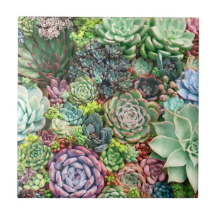 Colorful Succulent Garden Ceramic Tile