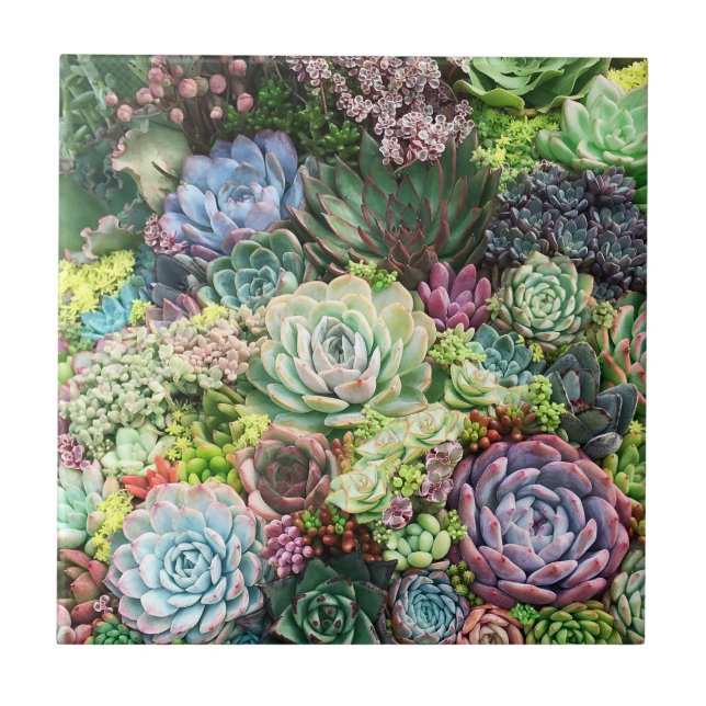 Colorful Succulent Garden Ceramic Tile (Front)