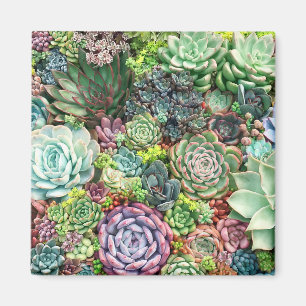 Colorful Succulent Garden Magnet