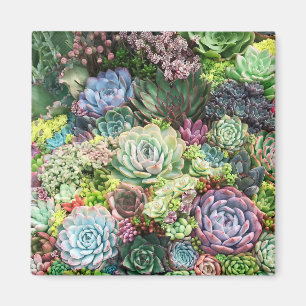 Colorful Succulent Garden Magnet