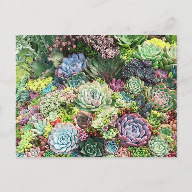 Colorful Succulent Garden Postcard (Front)