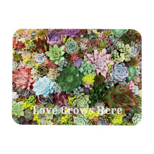 Colorful Succulents Magnet