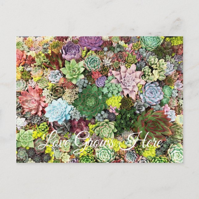 Colorful Succulents Postcard (Front)