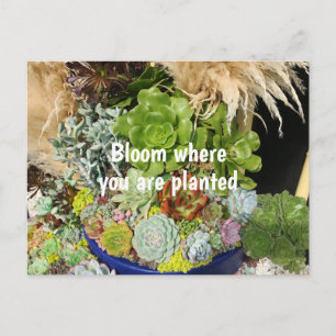 Colorful Succulents with Silver Grass Postcard