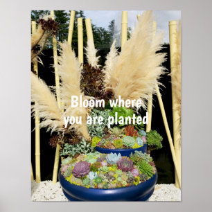 Colorful Succulents with Silver Grass Poster
