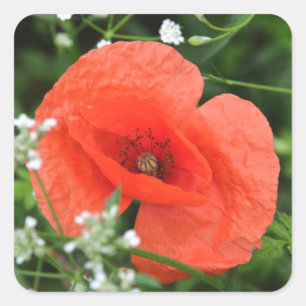 Colorful summer field poppy flower in green vegeta square sticker