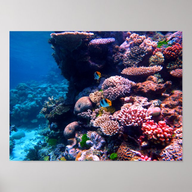 Colorful Tropical Coral Reef Poster (Front)