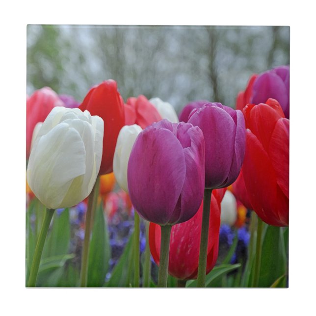 Colorful tulips beauty     ceramic tile (Front)