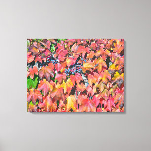 COLORFUL VIRGINIA CREEPER CLINGING TO WALL CANVAS PRINT