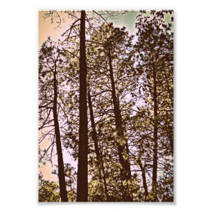 colour by the trees photo print