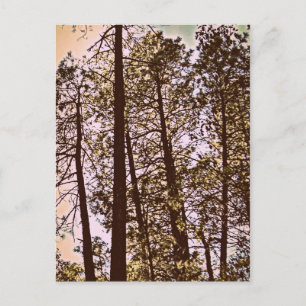colour by the trees postcard