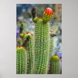 Colour Cacti Poster