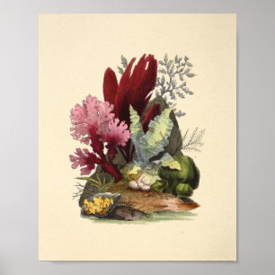 Colour Coral Art Ocean Garden Art Print