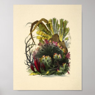 Colour Coral Art Ocean Garden Art Print