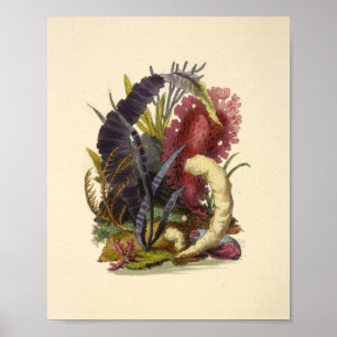 Colour Coral Art Ocean Garden Art Print