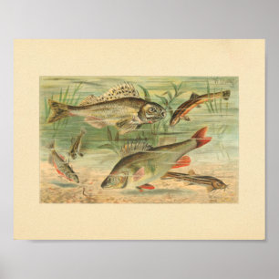 Colour Illustration of Pond Fish Print