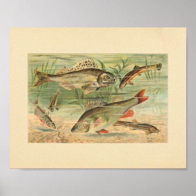 Colour Illustration of Pond Fish Print (Front)