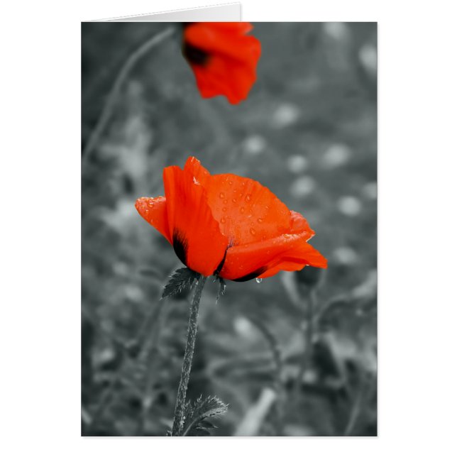 Colour key Poppy Card (Front)