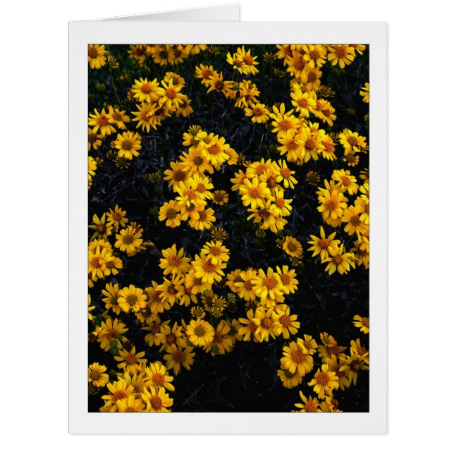 " Colour Me Yellow " (Front)