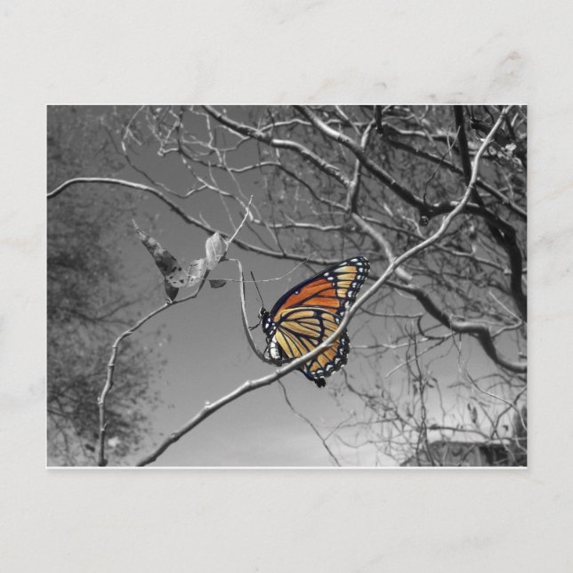 Colour Monarch Postcard (Front)