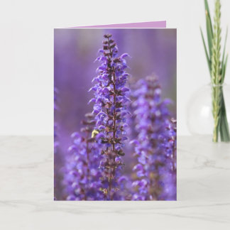 Colour of Summer Blank Greeting Card