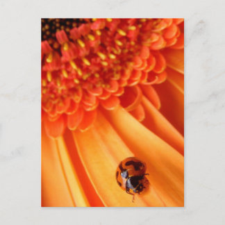 colour of summer postcard